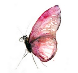 papilon